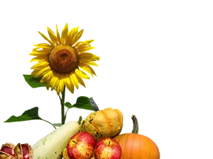 Autumn Harvest Sunflowerand Gourds.png PNG image