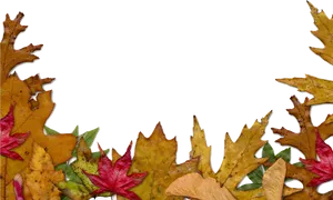 Autumn_ Leaf_ Border_ Background.png PNG image