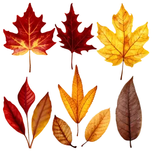 Autumn Leaf Collection Png 60 PNG image
