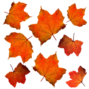 Autumn_ Leaves_ Against_ Dark_ Background PNG image