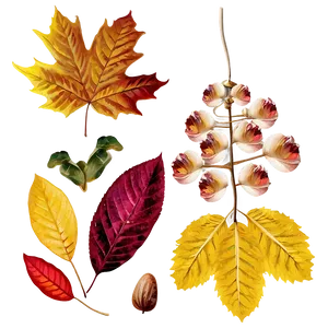 Autumn Leaves And Flowers PNG 04292024