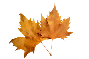 Autumn Leaves Black Background.jpg