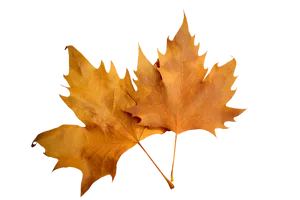Autumn Leaves Black Background