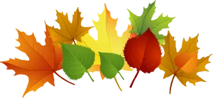 Autumn_ Leaves_ Clipart PNG image