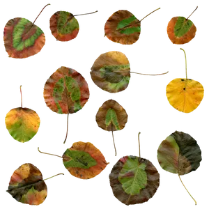 Autumn Leaves Collage