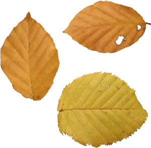 Autumn Leaves Collection.jpg PNG image