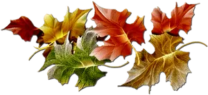 Autumn_ Leaves_ Collection.jpg PNG image