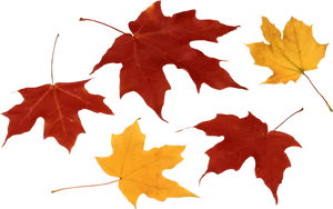 Autumn_ Leaves_ Collection.png PNG image