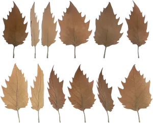 Autumn Leaves Collection Transparent Background PNG