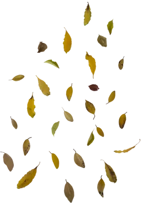 Autumn Leaves Falling Against Dark Background.jpg PNG image