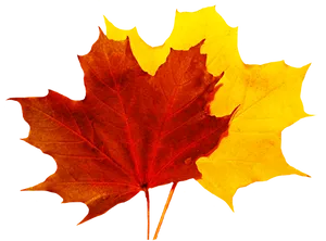 Autumn_ Leaves_ Falling PNG image