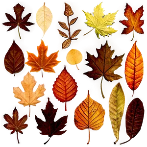 Autumn Leaves Overlay Png Qtk PNG image