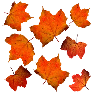 Autumn Leaves Pattern PNG image