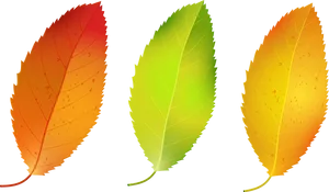 Autumn_ Leaves_ Transition PNG image
