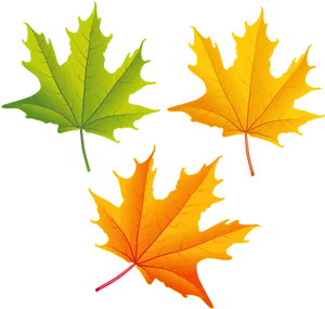 Autumn Leaves Transition PNG image