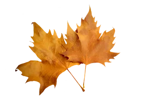 Autumn Leaves Transparent Background