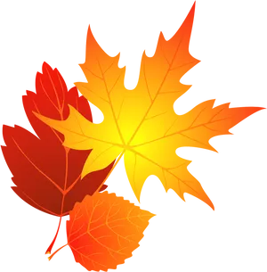 Autumn_ Leaves_ Vector_ Graphic PNG image