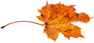 Autumn Maple Leaf Black Background PNG image