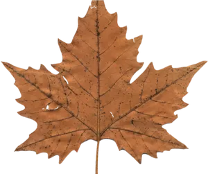 Autumn Maple Leaf Clipart PNG image