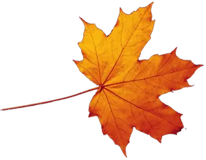 Autumn Maple Leaf Falling PNG image