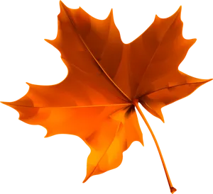 Autumn Maple Leaf Isolated PNG image