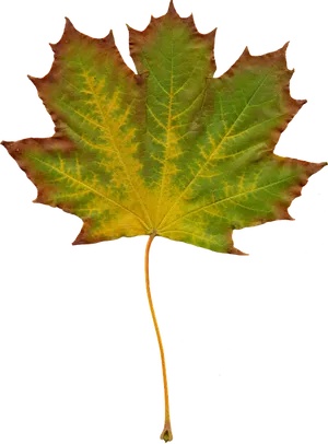 Autumn Maple Leaf Texture
