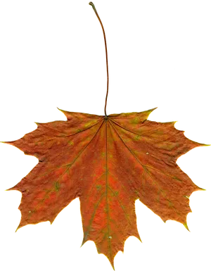 Autumn Maple Leaf Texture PNG image