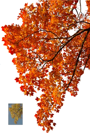 Autumn Maple Leaves Blue Sky PNG image