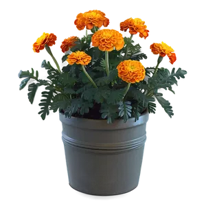 Autumn Marigolds Display Png 58 PNG image