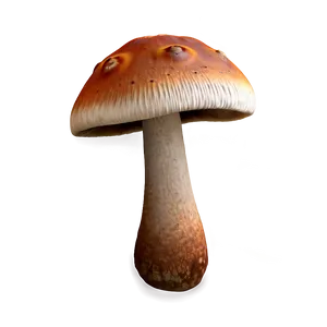 Autumn Mushrooms PNG Pab36