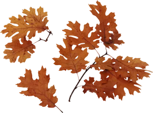 Autumn Oak Leaves Blue Background PNG image