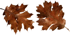 Autumn_ Oak_ Leaves_ Transparent_ Background.png PNG image