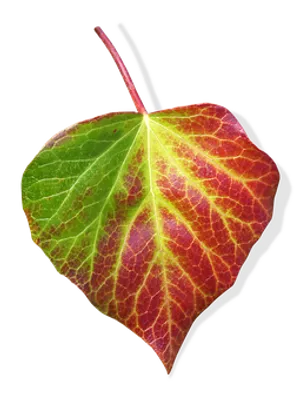 Autumn Transition Leaf