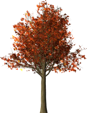 Autumn Tree Black Background