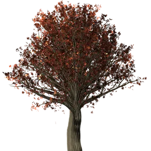 Autumn Tree Black Background