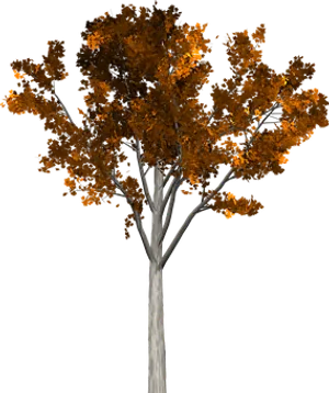 Autumn Tree Black Background
