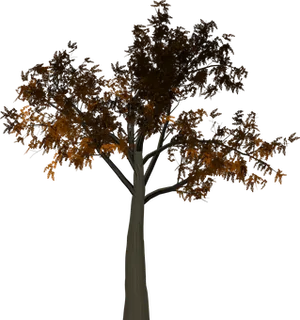 Autumn Tree Dark Background