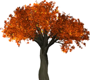 Autumn Tree Illustration
