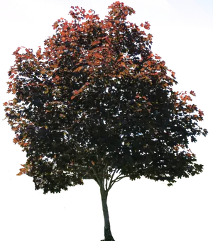 Autumn Tree Isolated Background PNG image