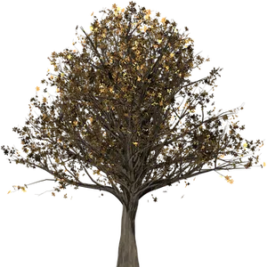 Autumn Tree Nighttime