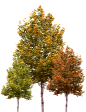 Autumn Trees Black Background