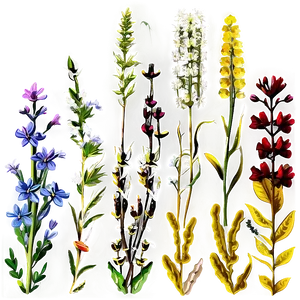 Autumn Wildflowers Display PNG Cfp25 PNG