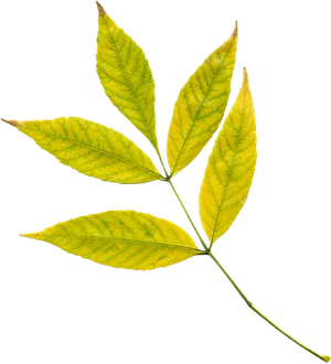 Autumn Yellow Leaf Black Background