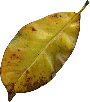 Autumn Yellow Leaf Texture