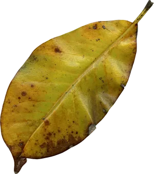 Autumn Yellow Leaf Texture