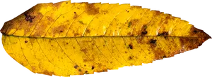 Autumn Yellow Leaf Texture