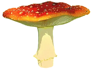 Autumnal Red Mushroom PNG