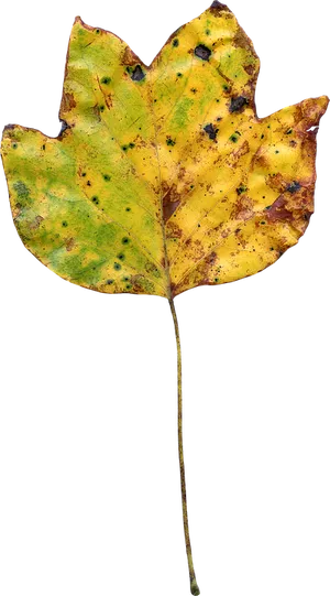 Autumnal Yellow Leaf Texture