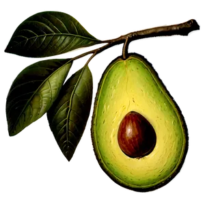 Avocado Branch PNG 05242024 PNG