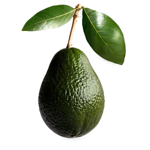 Avocado Branch PNG 8